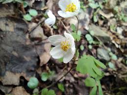 Attēlu rezultāti vaicājumam “Isopyrum thalictroides flower”