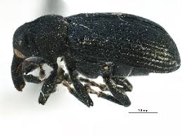 Attēlu rezultāti vaicājumam “Magdalis sp.”