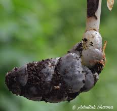 Attēlu rezultāti vaicājumam “Lathraea squamaria bud”