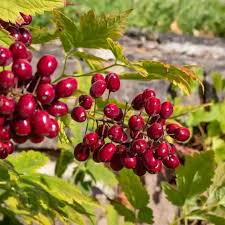 Image result for Christophskraut