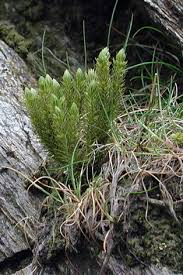 Attēlu rezultāti vaicājumam “Huperzia selago”