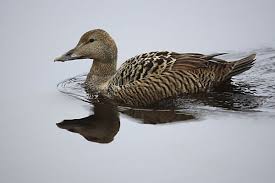 Attēlu rezultāti vaicājumam “Somateria mollissima juvenile”