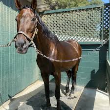 Image result for Carman Stables Archery