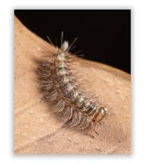 Attēlu rezultāti vaicājumam “Myriapoda”