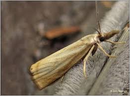 Attēlu rezultāti vaicājumam “Chrysoteuchia culmella”