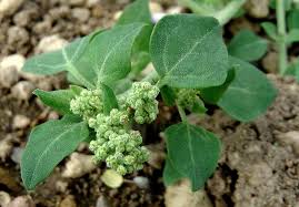 Image result for Chenopodium botrys