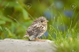 Attēlu rezultāti vaicājumam “Muscicapa striata”