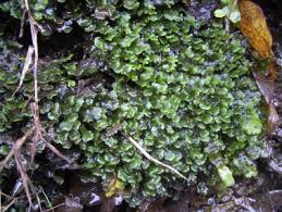 Attēlu rezultāti vaicājumam “Jungermannia subulata”