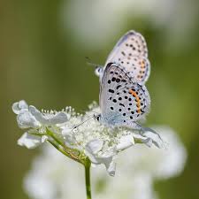 Attēlu rezultāti vaicājumam “Parnassius mnemosyne underside”