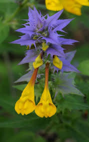 Attēlu rezultāti vaicājumam “Melampyrum nemorosum”