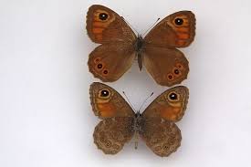 Attēlu rezultāti vaicājumam “Lasiommata maera underside”