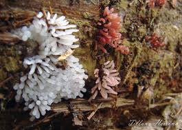 Attēlu rezultāti vaicājumam “Stemonitis marjana stalked”