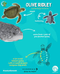 Image result for Lepidochelys olivacea