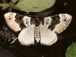 Attēlu rezultāti vaicājumam “Cosmorhoe ocellata”