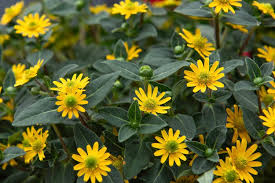 Image result for Sanvitalia procumbens