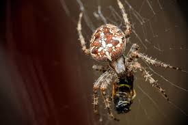 Attēlu rezultāti vaicājumam “Araneus diadematus”