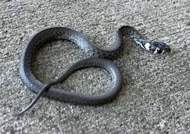 Attēlu rezultāti vaicājumam “Natrix natrix”