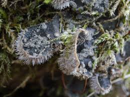 Attēlu rezultāti vaicājumam “Peltigera extenuata”