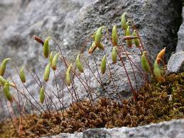 Attēlu rezultāti vaicājumam “Bryum capillare”