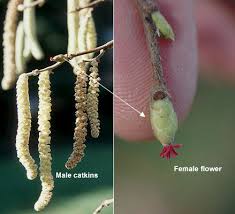 Attēlu rezultāti vaicājumam “Corylus avellana bud”