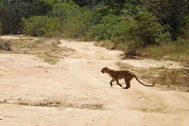 Image result for Яла заповедник