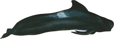 Image result for Globicephala melas