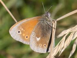 Attēlu rezultāti vaicājumam “Coenonympha tullia underside”