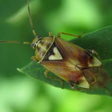 Attēlu rezultāti vaicājumam “Lygus pratensis imago”