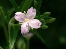 Image result for Weidenröschen