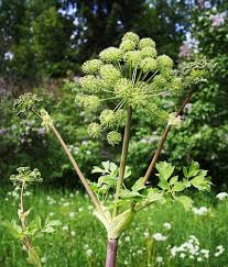 Attēlu rezultāti vaicājumam “Angelica archangelica”