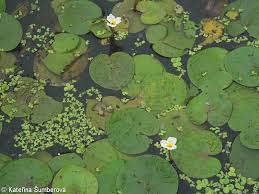 Attēlu rezultāti vaicājumam “Hydrocharis morsus-ranae fruit”