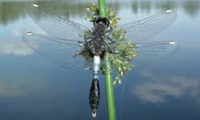 Attēlu rezultāti vaicājumam “Leucorrhinia caudalis”