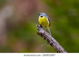 Attēlu rezultāti vaicājumam “Passeriformes”