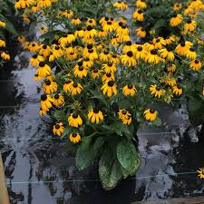 Image result for Rudbeckia fulgida