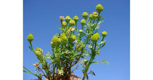 Attēlu rezultāti vaicājumam “Matricaria discoidea flower”