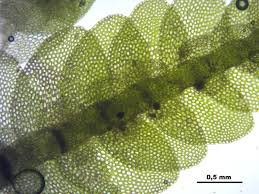 Attēlu rezultāti vaicājumam “Calypogeia”