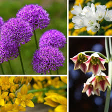 Image result for Zierlauch