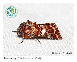 Attēlu rezultāti vaicājumam “Mythimna flammea”