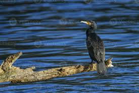 Image result for Phalacrocorax carbo
