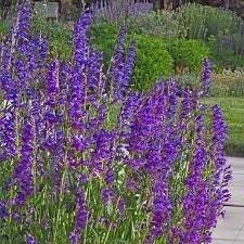 Image result for Penstemon