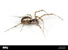 Attēlu rezultāti vaicājumam “Neriene montana”