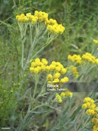 Attēlu rezultāti vaicājumam “Helichrysum arenarium flower”