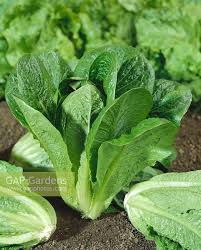 Attēlu rezultāti vaicājumam “Lactuca sativa”