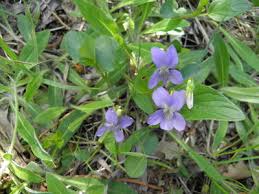 Attēlu rezultāti vaicājumam “Viola uliginosa”