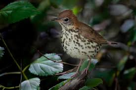 Image result for Hylocichla mustelina