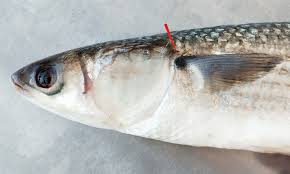 Image result for Chelon ramada