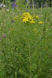 Attēlu rezultāti vaicājumam “Hypericum perforatum”