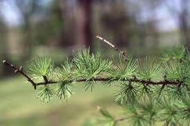 Attēlu rezultāti vaicājumam “Larix kaempferi leaf”