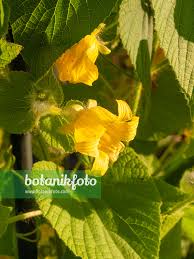 Attēlu rezultāti vaicājumam “Thladiantha dubia”