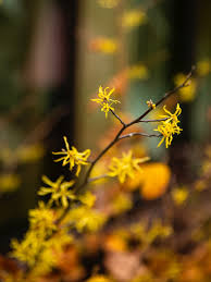 Attēlu rezultāti vaicājumam “Trifolium repens fruit”